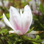 Magnolia Soulangeana Franse beverboom