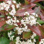 Photinia fra Red Robin glansmispel