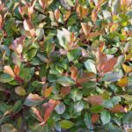 Photinia fra Red Robin glansmispel