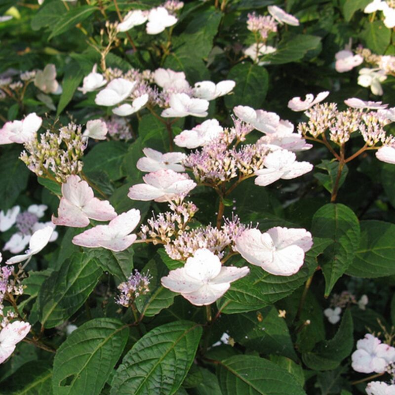Hydrangea serrata intermedia