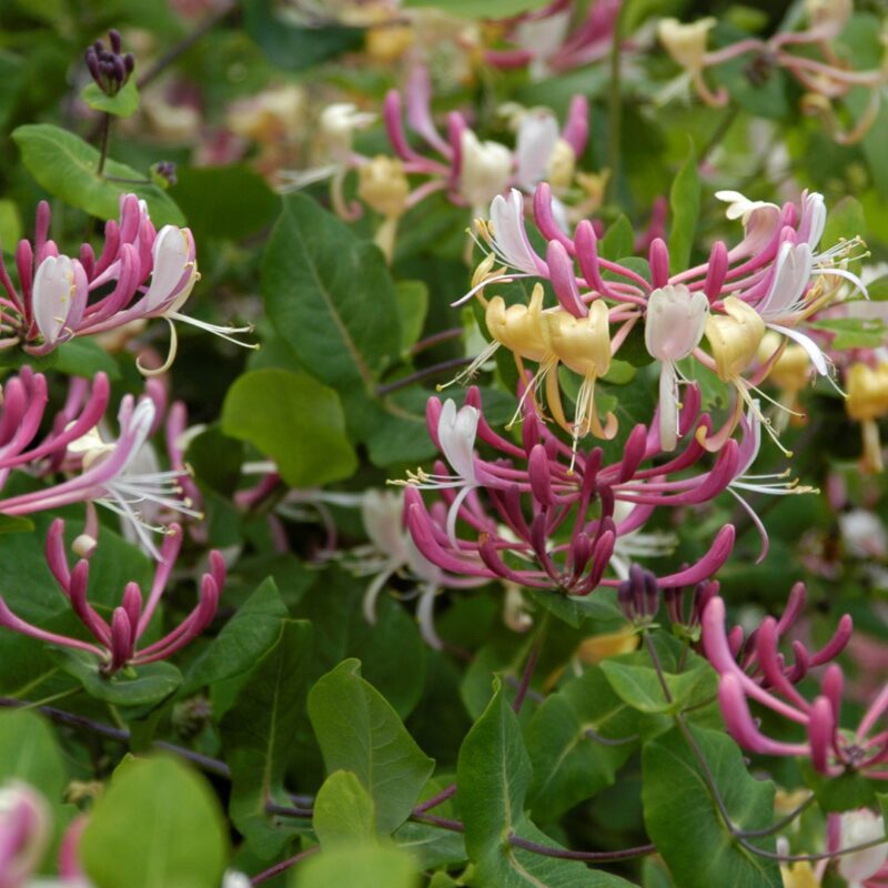Lonicera heckrottii American Beauty