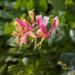 Lonicera heckrottii American Beauty