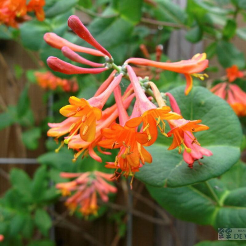 Lonicera brownii 'dropmore scarlet'