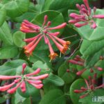 Lonicera brownii 'dropmore scarlet'