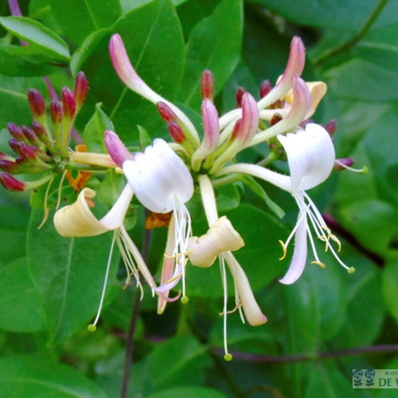 Lonicera belgica