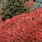 10x Calluna V Wickwar Flame (per 10)