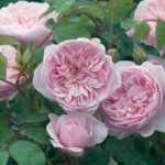 Rosa Ausbreeze 4 Liter pot