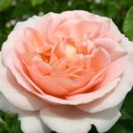 Rosa Claire Renaissance 4 Liter pot