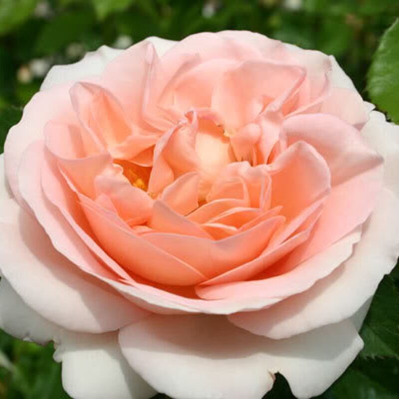 Rosa Claire Renaissance 4 Liter pot