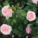 Rosa Claire Renaissance 4 Liter pot