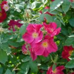 Klimroos 'Rosa Moyesii' 4 Liter pot