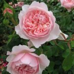 Rosa Wisley 2008 in 4 Liter pot