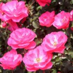 Rosa Mirato in 4 liter pot