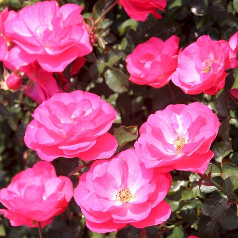 Rosa Mirato in 4 liter pot