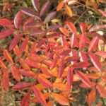 Rosa Nitida in 4 liter pot