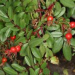 Rosa Nitida in 4 liter pot