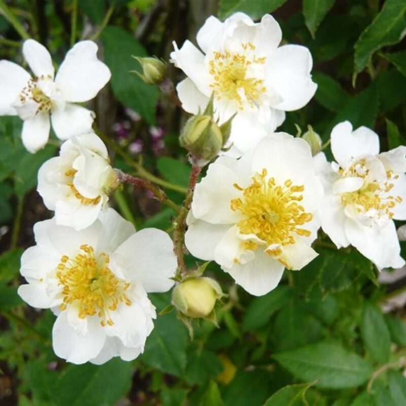 Klimroos 'Rosa Seagull' in 4 liter pot (ramblerroos)