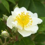 Klimroos 'Rosa Seagull' in 4 liter pot (ramblerroos)