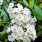 Klimroos 'Rosa Seagull' in 4 liter pot (ramblerroos)