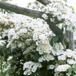 Klimroos 'Rosa Seagull' in 4 liter pot (ramblerroos)