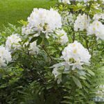 Rhododendron Cunninghams White (per stuk)
