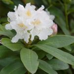Rhododendron Cunninghams White (per stuk)