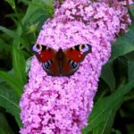 Buddleja davidii Pink Delight