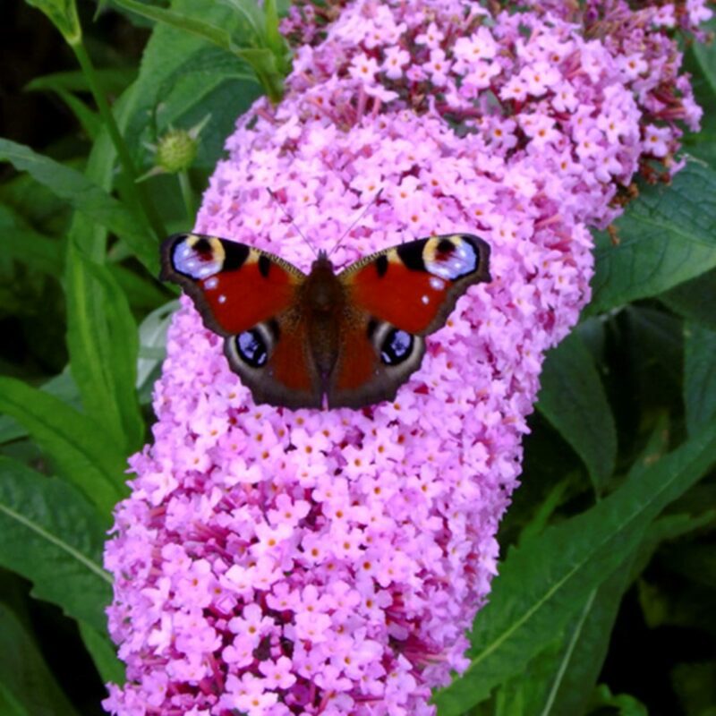 Buddleja davidii Pink Delight