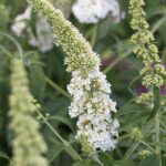 Buddleja davidii White Profusion