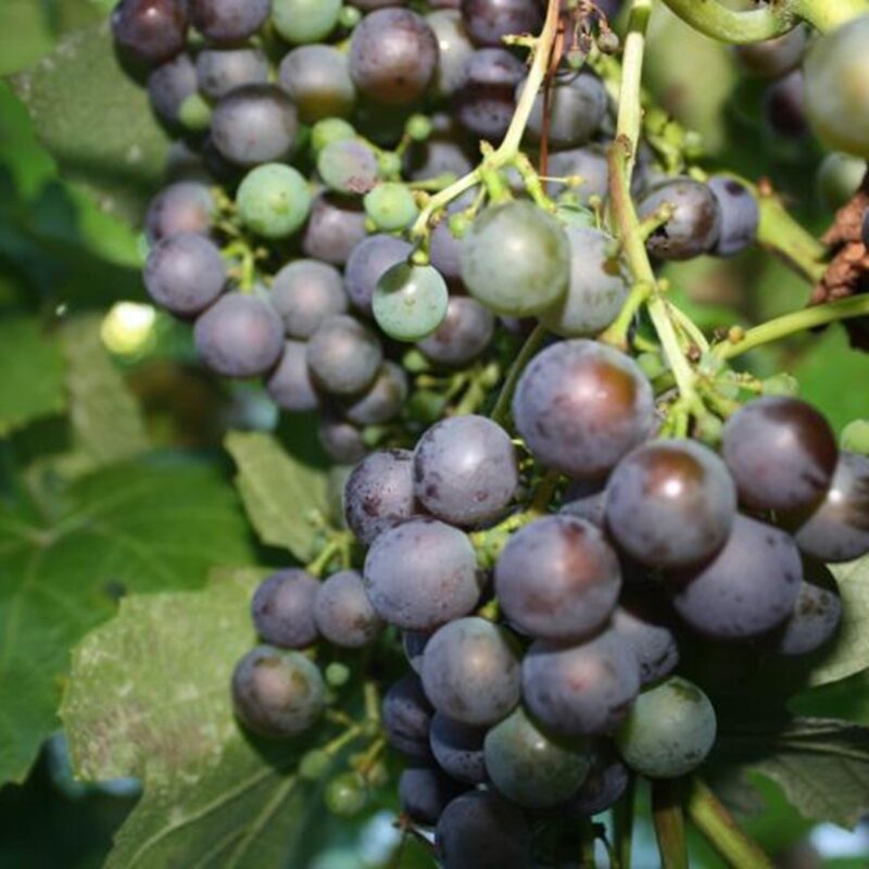 Vitis Boskoop Glory
