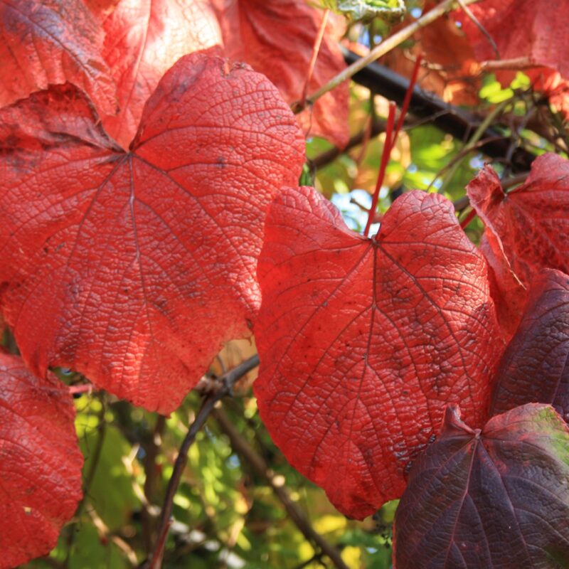 Vitis coignetiae