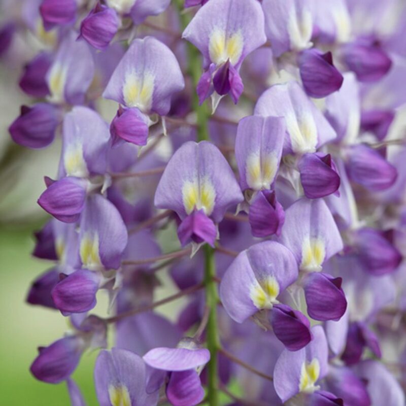 Wisteria sinensis Prolific