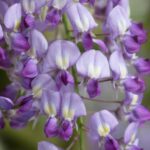 Wisteria sinensis Prolific