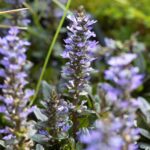 10x Ajuga reptans Antropurpurea (kruipend zenegroen) (per 10)