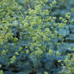 10x Alchemilla erythropoda vrouwenmantel (per 10)