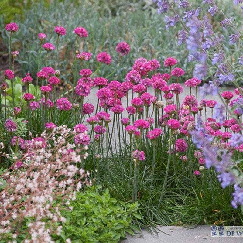 10x Armeria maritima Splendens (Engels gras) (per 10)