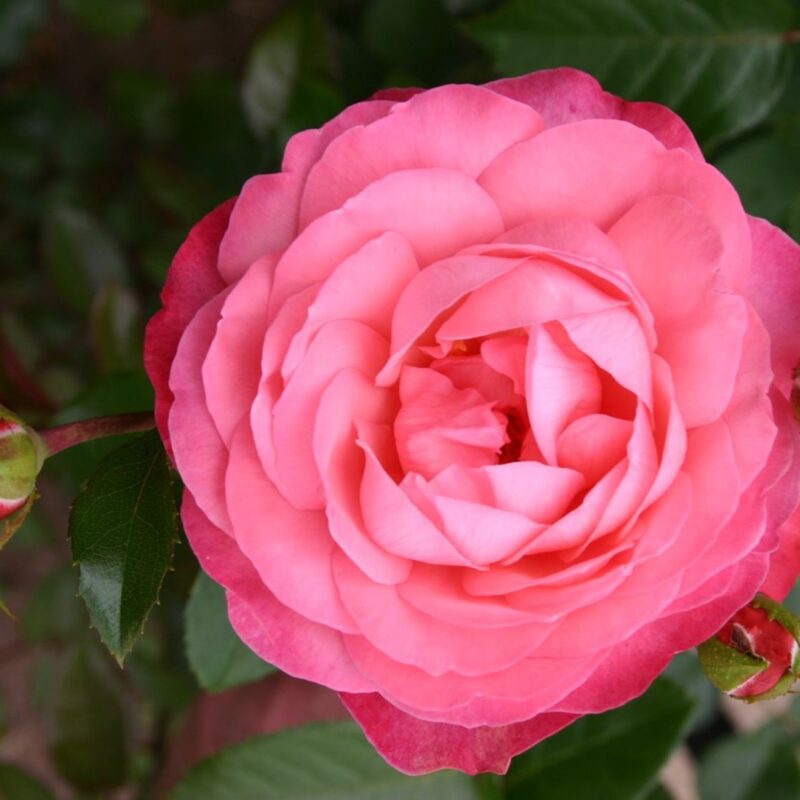 Klimroos 'Rosa Rosanna' 4 liter pot