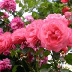 Klimroos 'Rosa Rosanna' 4 liter pot