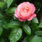 Klimroos 'Rosa Rosanna' 4 liter pot