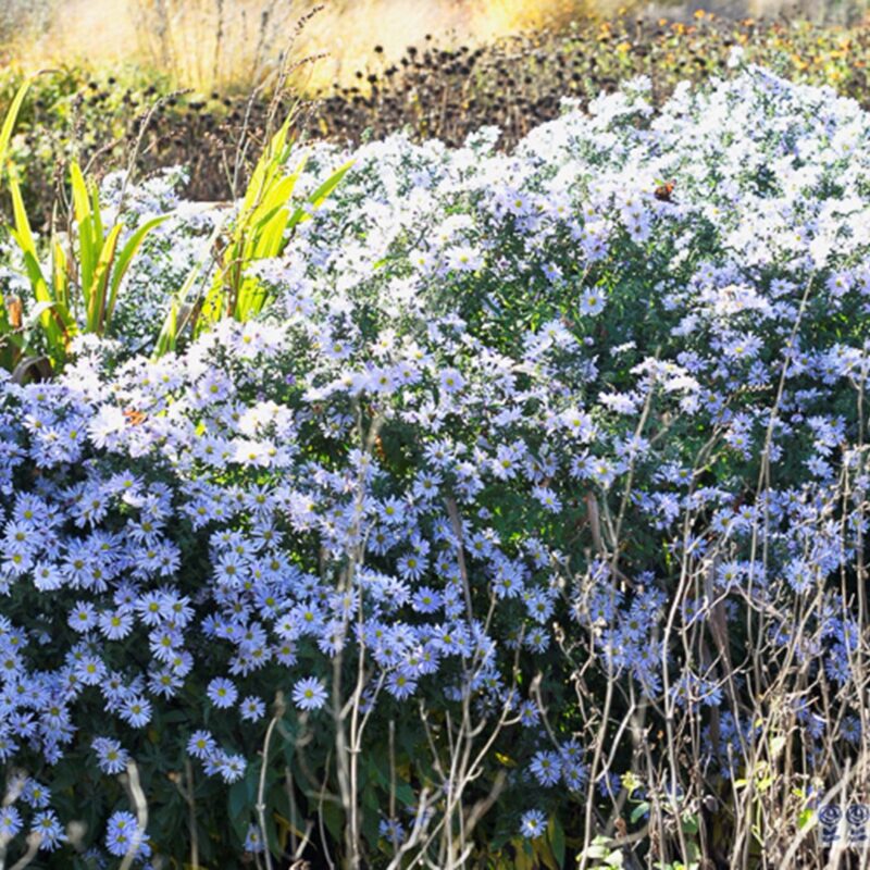 10x Aster ageratoides Stardust (Herfstaster) (per 10)