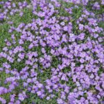 10x Aubrieta Hamburger Stadtpark (randjesbloem) (per 10)