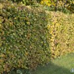 Fagus sylvatica 80 100 cm per 25 stuks