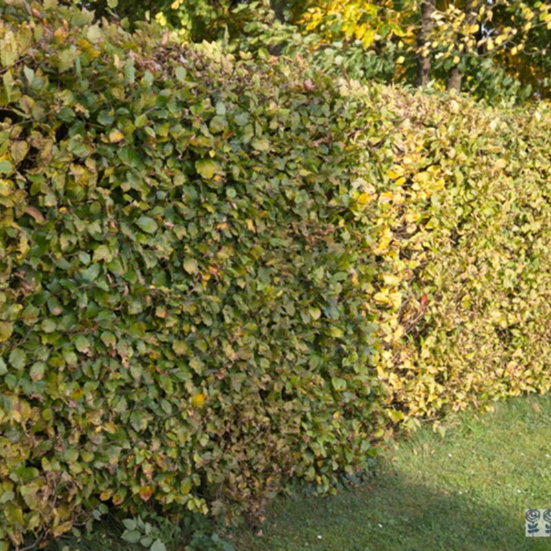 Fagus sylvatica 80 100 cm per 25 stuks