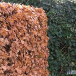 Fagus sylvatica 80 100 cm per 25 stuks