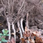 Fagus sylvatica 80 100 cm per 25 stuks