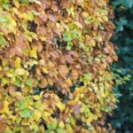 Fagus sylvatica 80 100 cm per 25 stuks