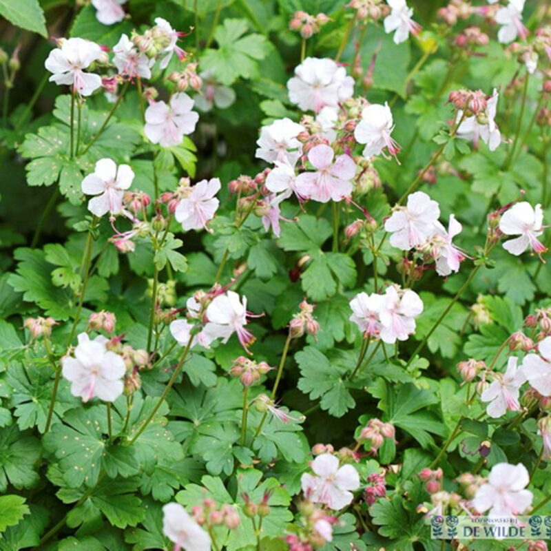10x Ooievaarsbek Geranium Cantabrigiense 'Biokovo' (per 10)