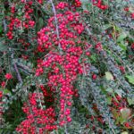 10x Cotoneaster Sue Coral Beauty Dwergmispel (per 10)