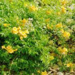 Campsis radicans Flava