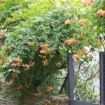 Campsis tagliabuana Mme Galen